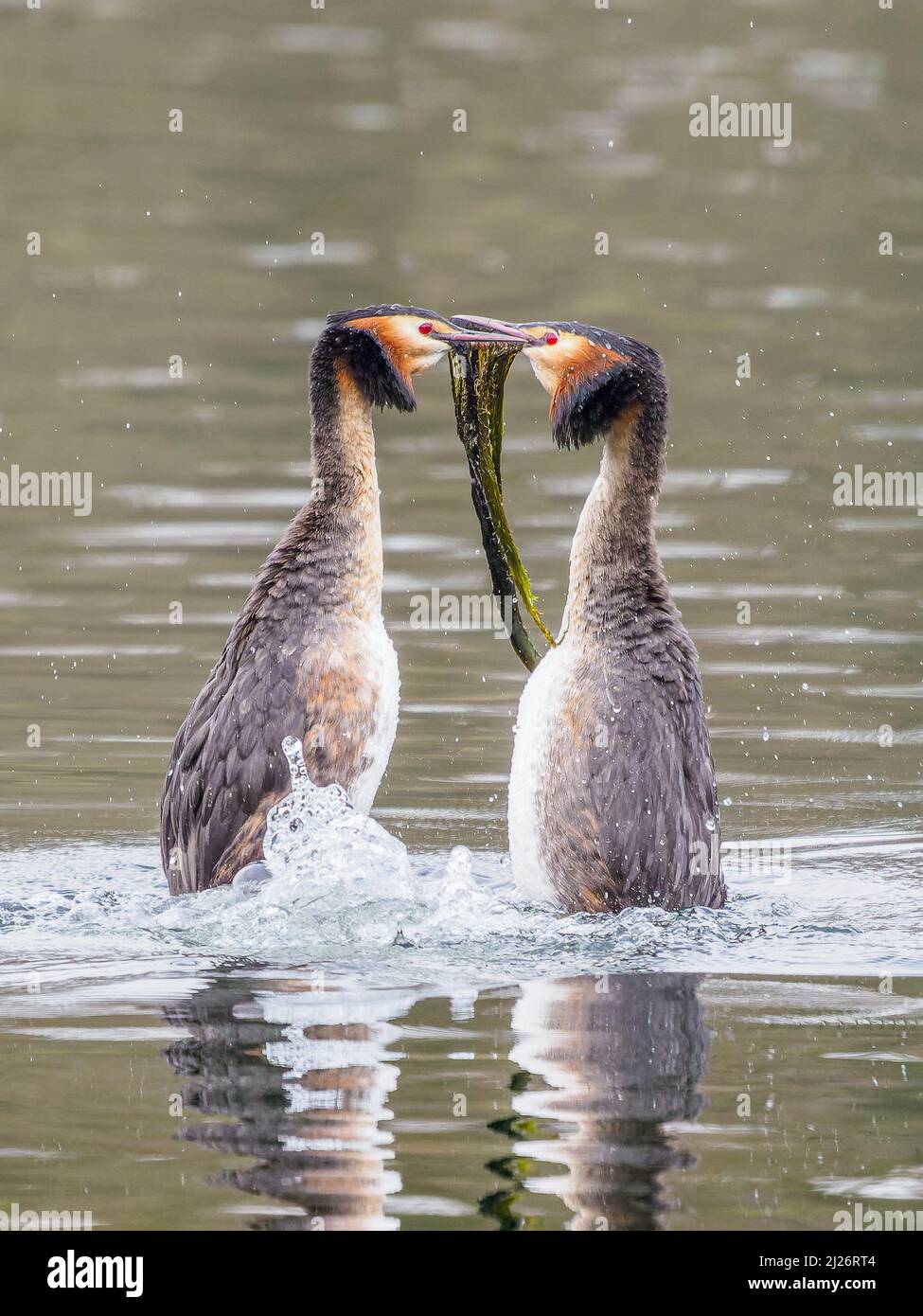 Le grand grebe (Podiceps cristatus) danse de la cour. Le printemps, danse/exposition Banque D'Images