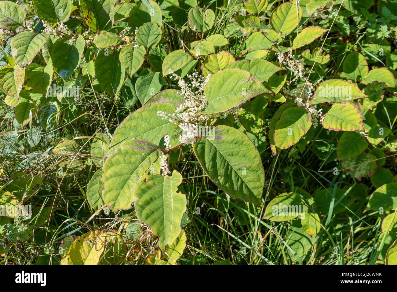 Une tige, des feuilles et des fleurs de Knotweed japonais, Fallopia japonica. Cette tige fait partie d'une banque considérable de cette mauvaise herbe non indigène qui a Banque D'Images