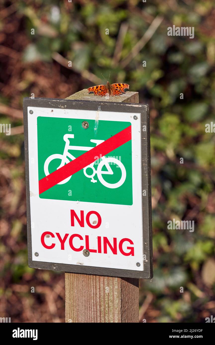 Papillon à virgule perchée sur le panneau No Cycling. Wimbledon Common, Londres, Royaume-Uni. Banque D'Images