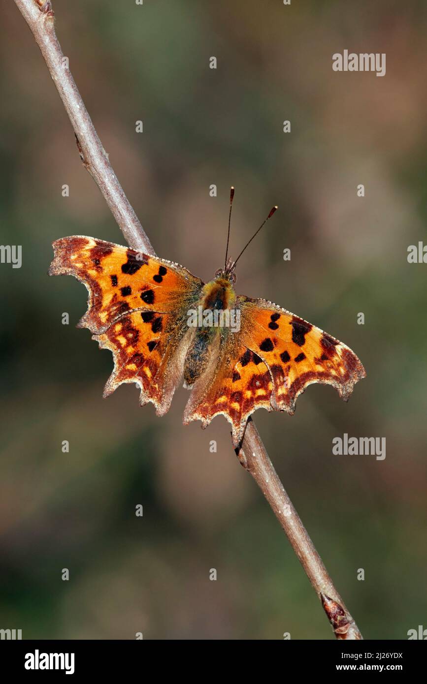 Papillon virgule se baquant au soleil. Hurst Meadows, East Molesey, Surrey, Royaume-Uni. Banque D'Images