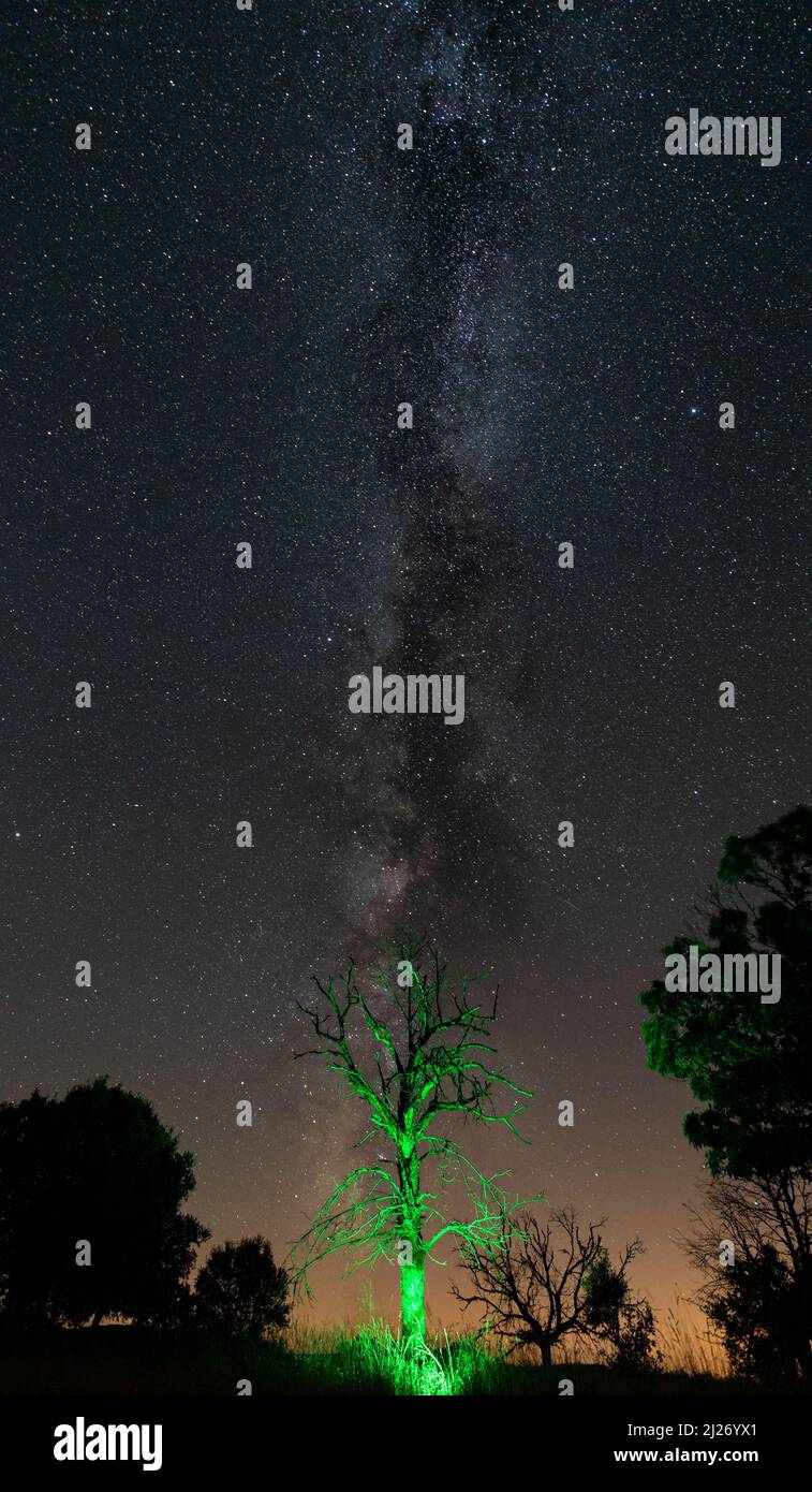 Arbre mort dans la lumière verte sous la voie laiteuse Banque D'Images