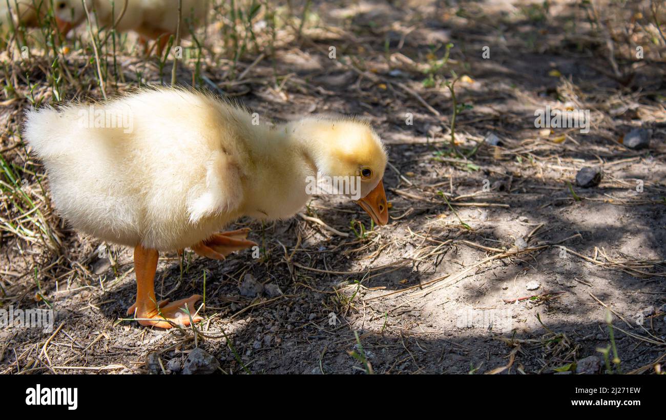 Gros plan photo de la petite rade. Bernaches de bébé dans la nature. Concept de la faune. Banque D'Images