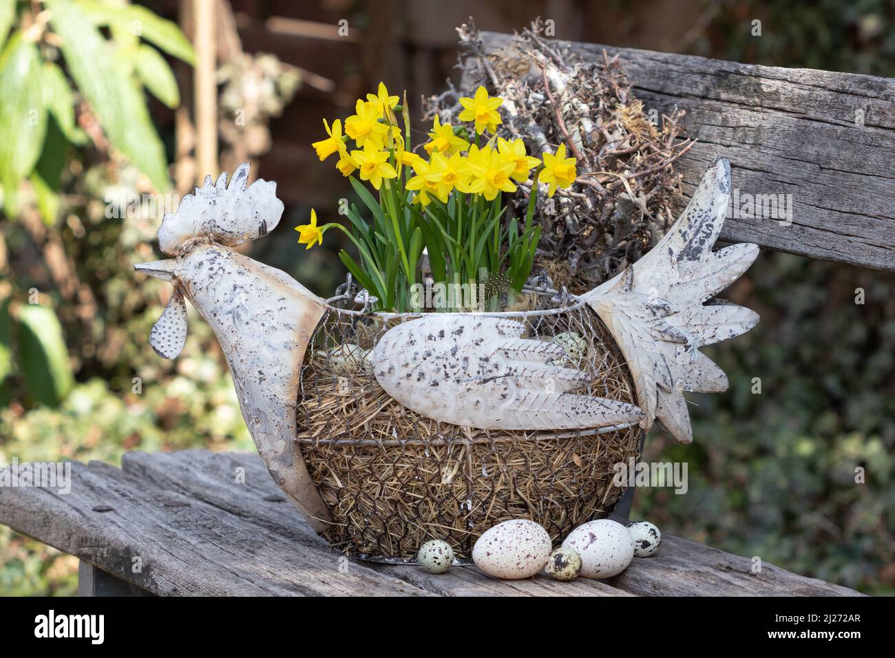 décoration de pâques avec poulet de pâques et fleurs de narcisse dans le jardin Banque D'Images