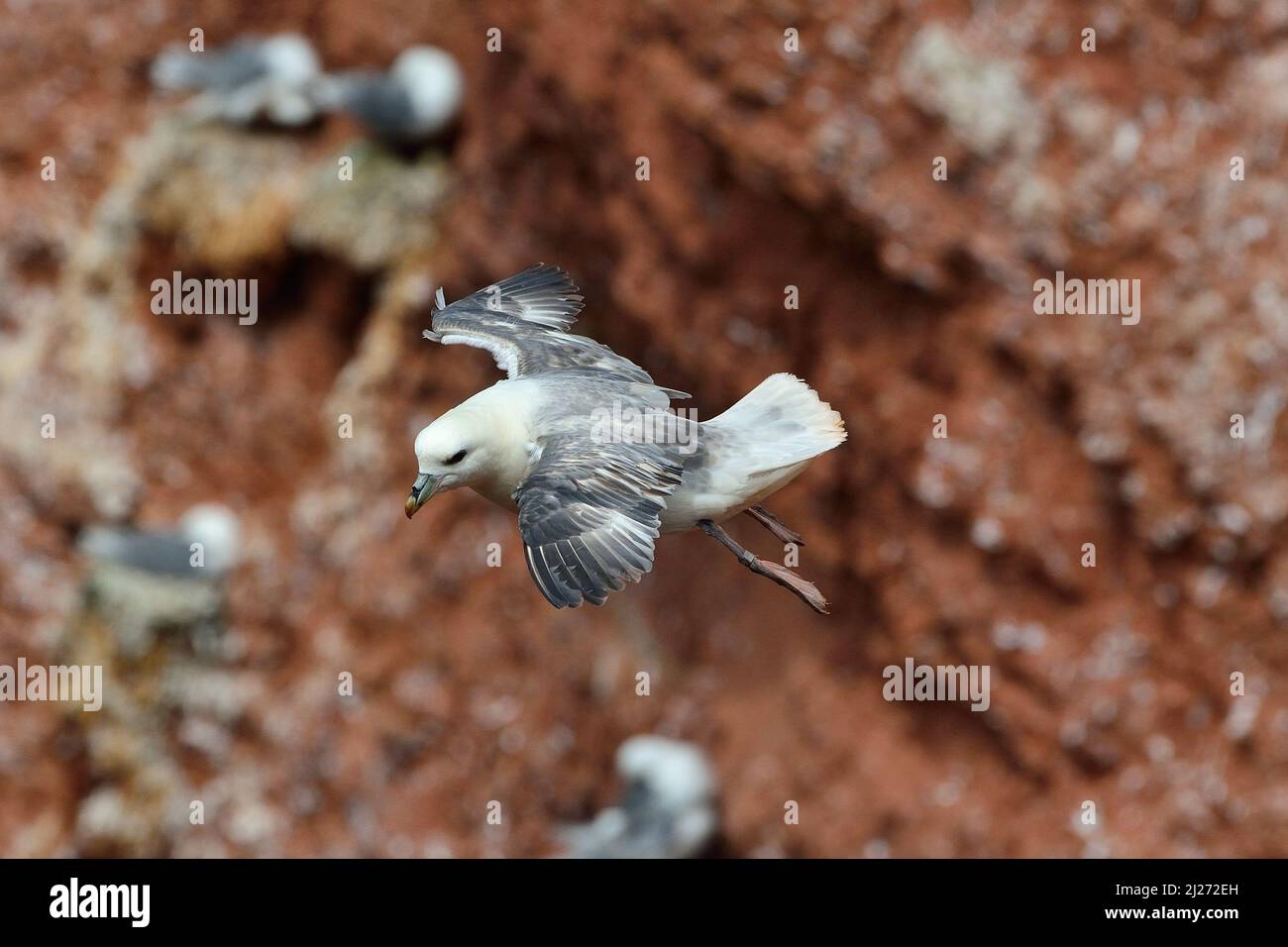 Nordatlantischer Eisturmvogel, fulmar du nord, fulmar de l'arctique, Fulmarus glacialis, Helgoland, mer du nord, Nordsee, Seevogel des Jahres 2022 Banque D'Images