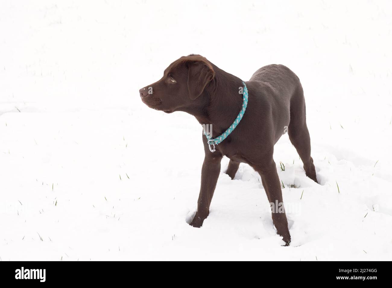 une photo du labrador brun jouant dans la neige Banque D'Images