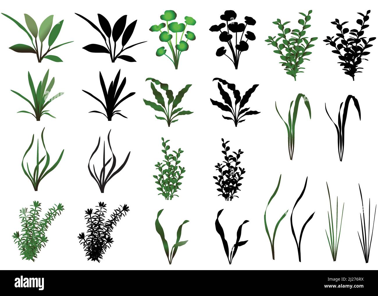 Collection de différentes espèces de plantes aquatiques Illustration de Vecteur