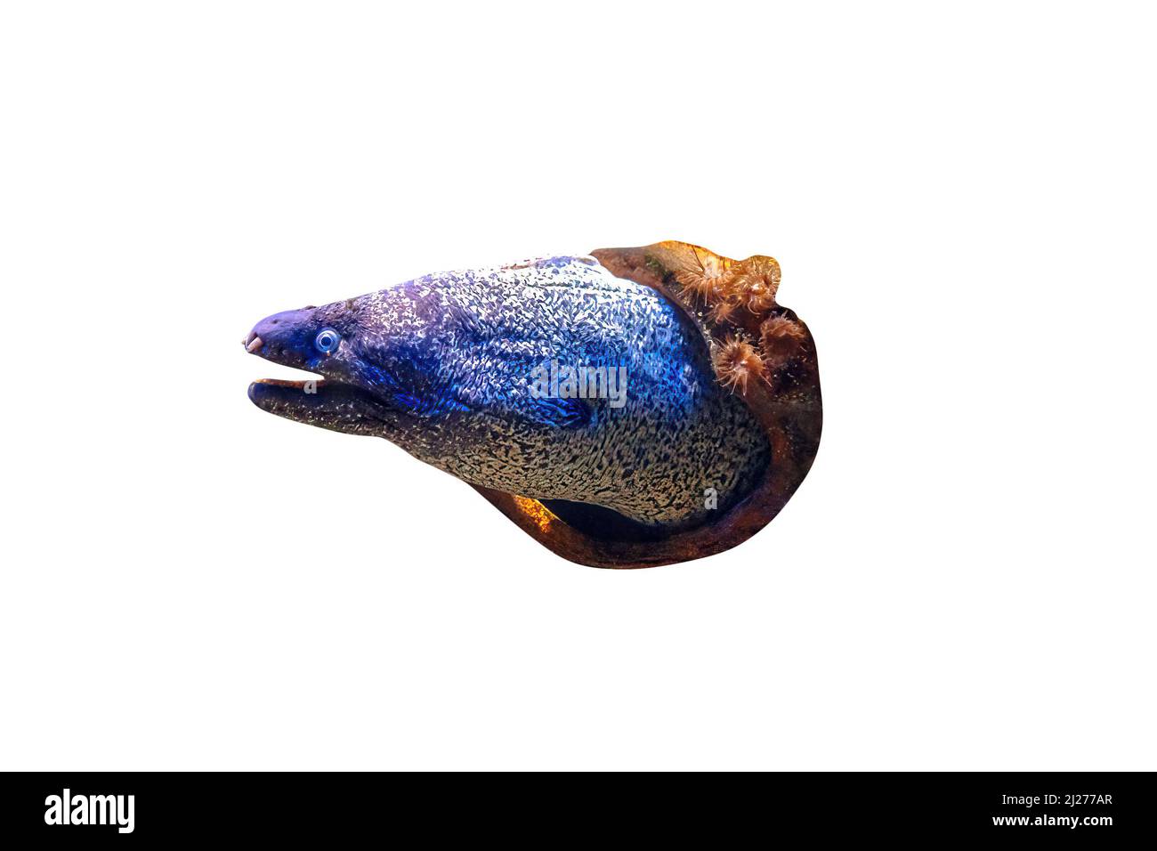 Gros plan sur les anguilles de moray brunes d'un aquarium de poissons dans un récif de corail isolé sur fond blanc. Gymnothorax unicolore espèces vivant dans l'Atlantique est Banque D'Images