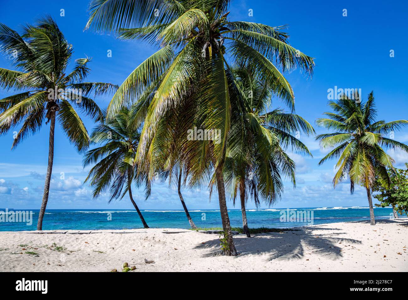 Palmiers sur la plage, Grande-Terre, Guadeloupe, Petites Antilles, Caraïbes. Plage de l'autre bord au Moule. Banque D'Images