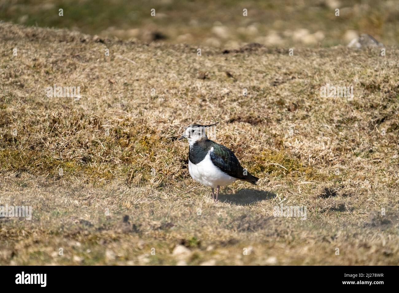 Lapwing sur l'habitat de la glande, Écosse. Banque D'Images