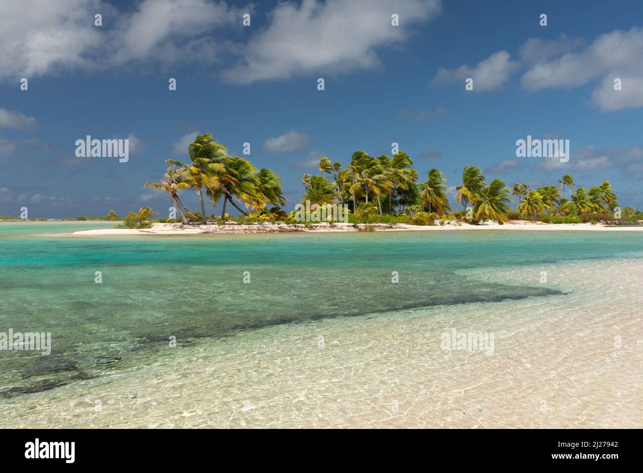 atolls bordés de palmiers dans l'archipel de Tuamotu Banque D'Images