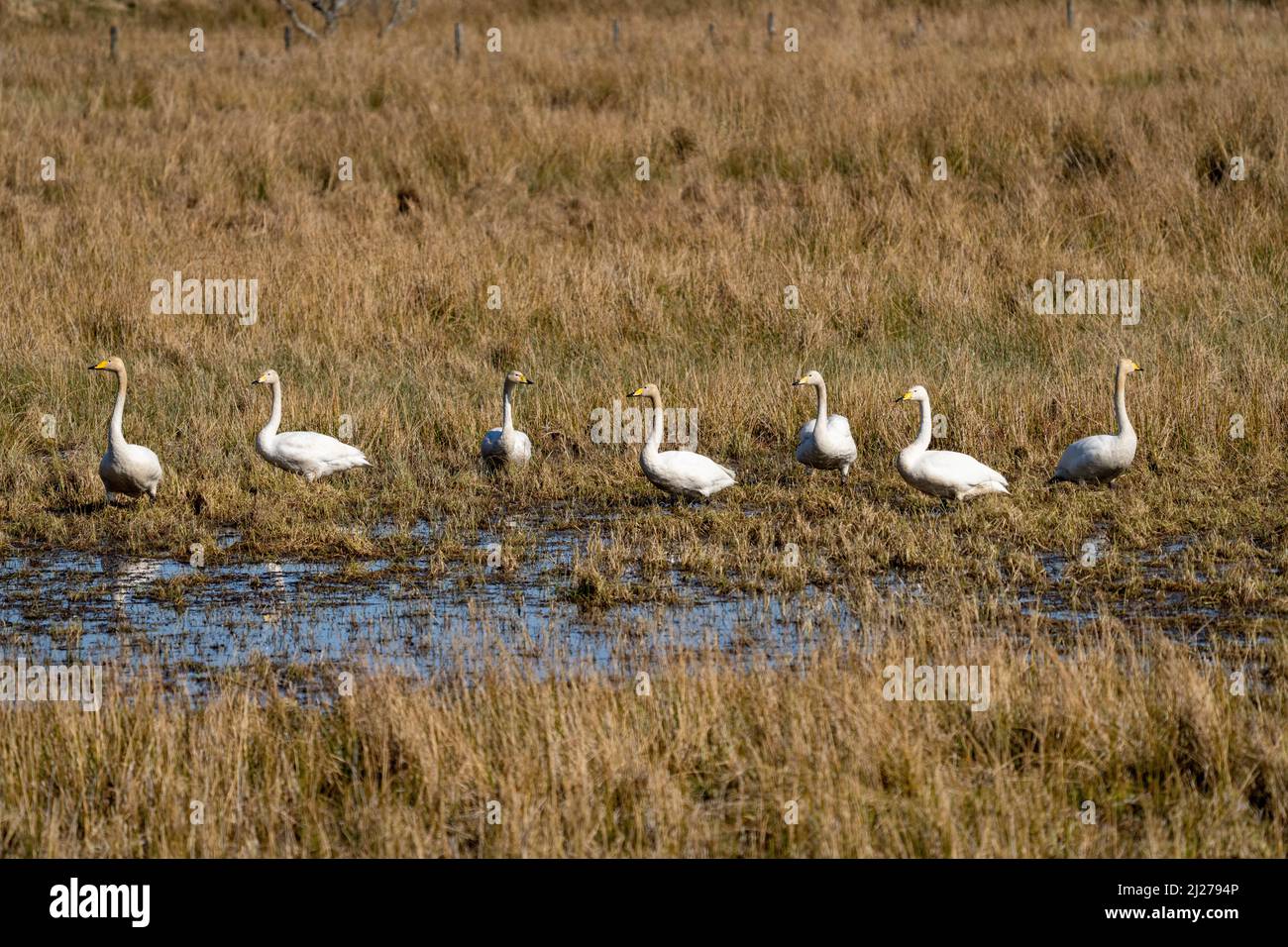 Cygnes de Whooper (Cugnus cygnus) Banque D'Images