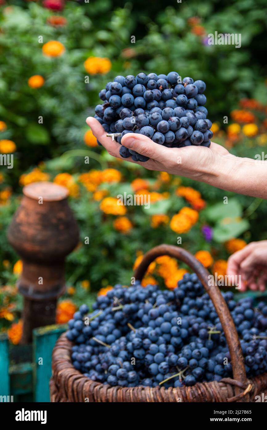 Gros plan des mains de femmes d'un vigneteur ou d'un viticulteur tenant un bouquet de vendanges. Banque D'Images