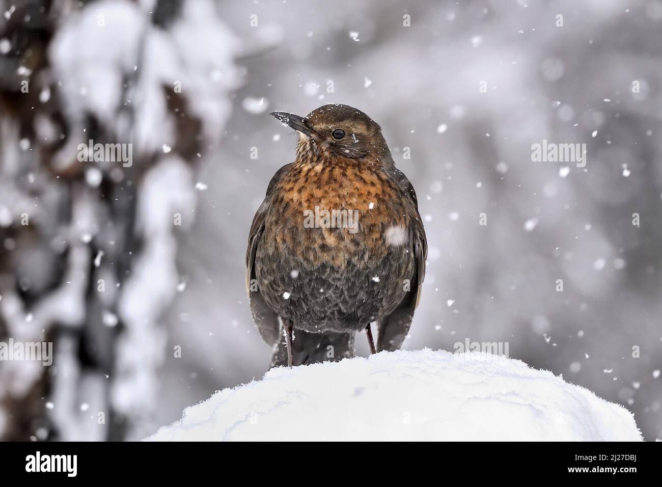 Blackbird perché dans de fortes chutes de neige Banque D'Images
