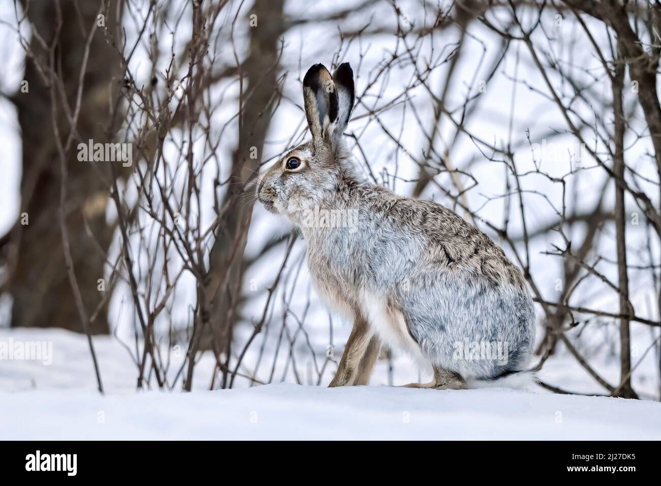 Lièvre en couleur hiver Banque D'Images