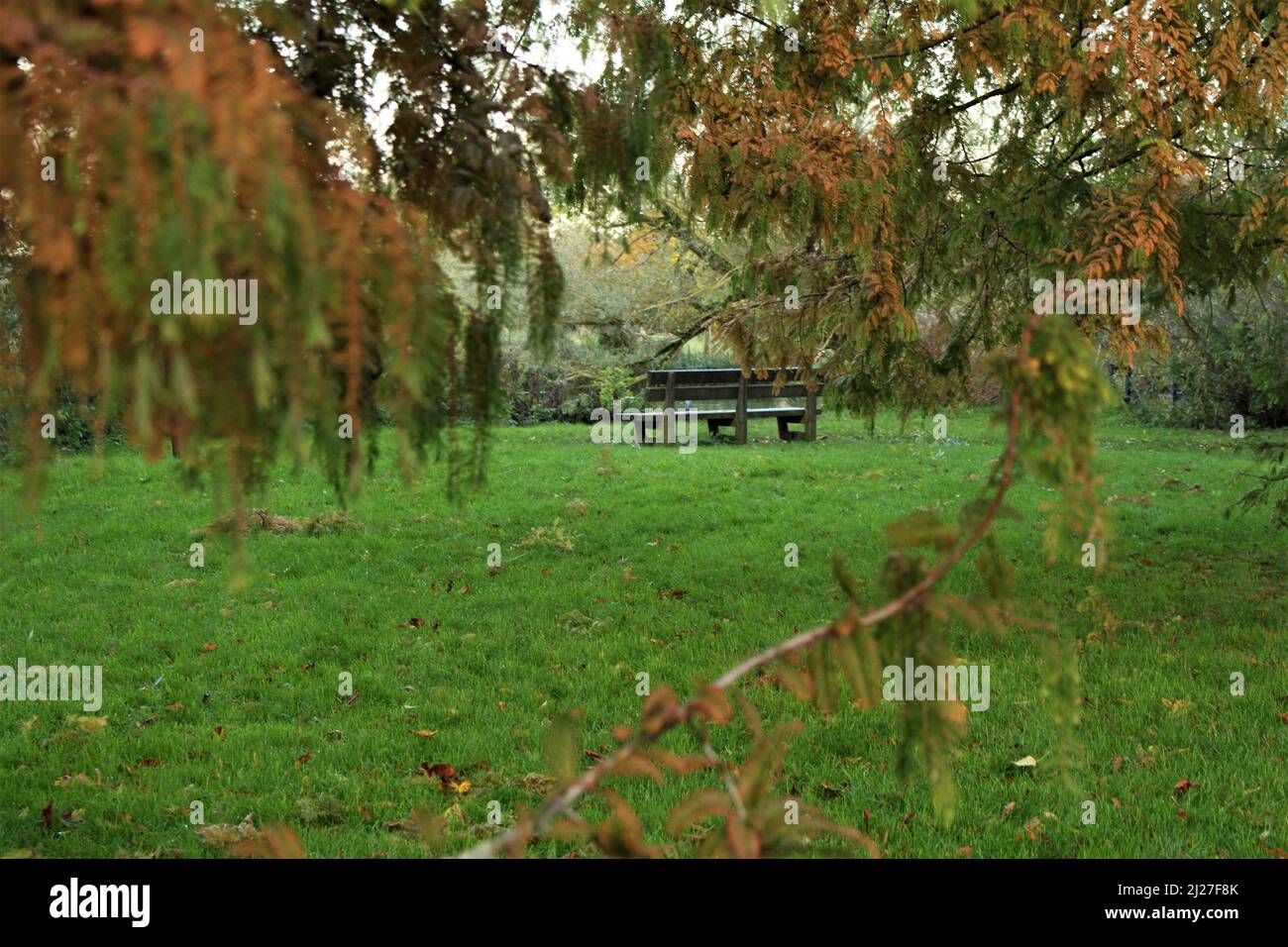 Un banc vide sans personne se tenait seul dans un champ herbeux (Mésopotamie, University Parks, Oxford, Angleterre) Banque D'Images