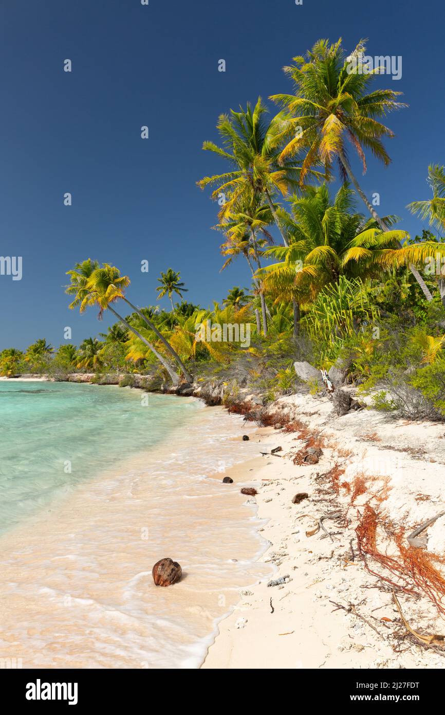 atolls bordés de palmiers dans l'archipel de Tuamotu Banque D'Images