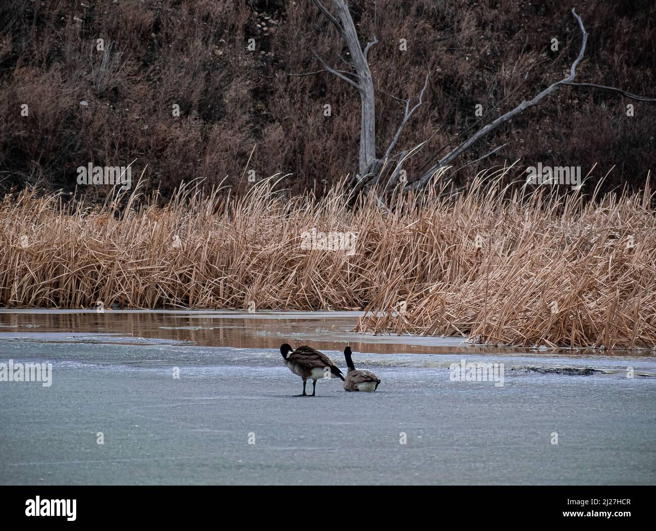 Bernaches du Canada sur la rivière Frozen Banque D'Images