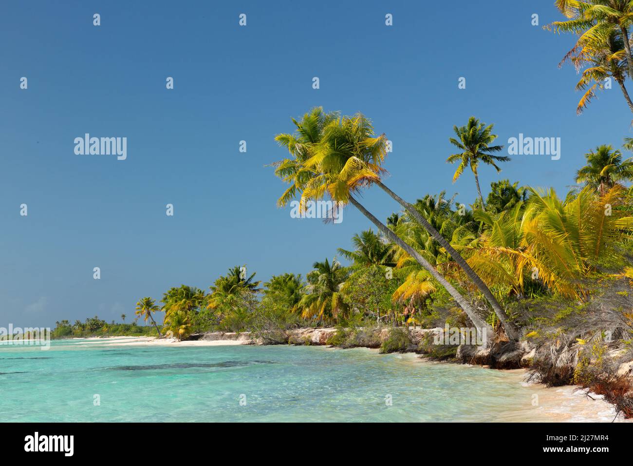 atolls bordés de palmiers dans l'archipel de Tuamotu Banque D'Images