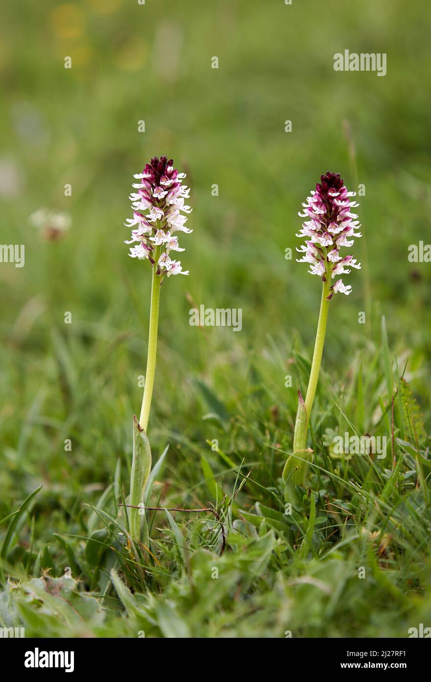 Fleurs d'ustulata d'Orchid Neotinea (Orchis) brûlées ou brûlées à Parsonage sur les Wiltshire Downs UK Banque D'Images