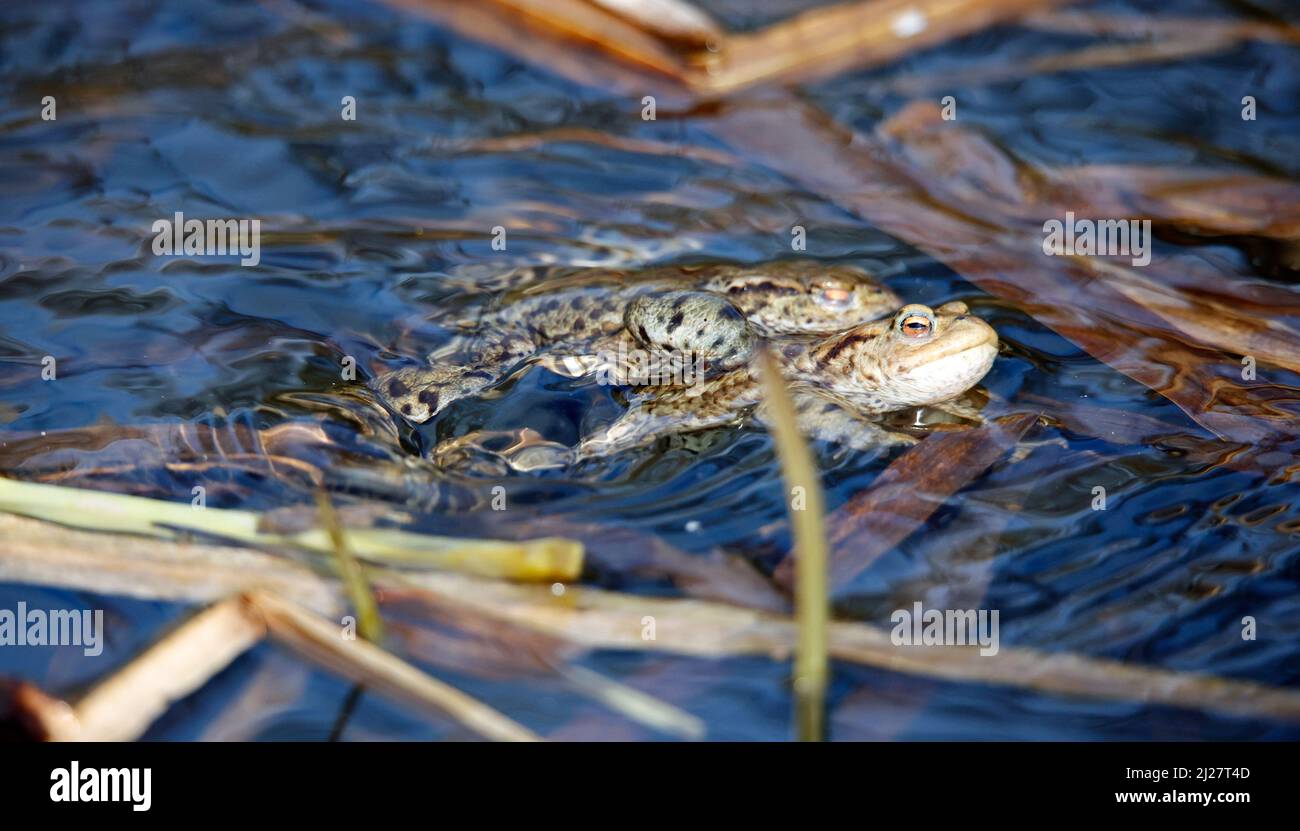 Crapauds communs dans un étang pendant la saison de reproduction. Banque D'Images