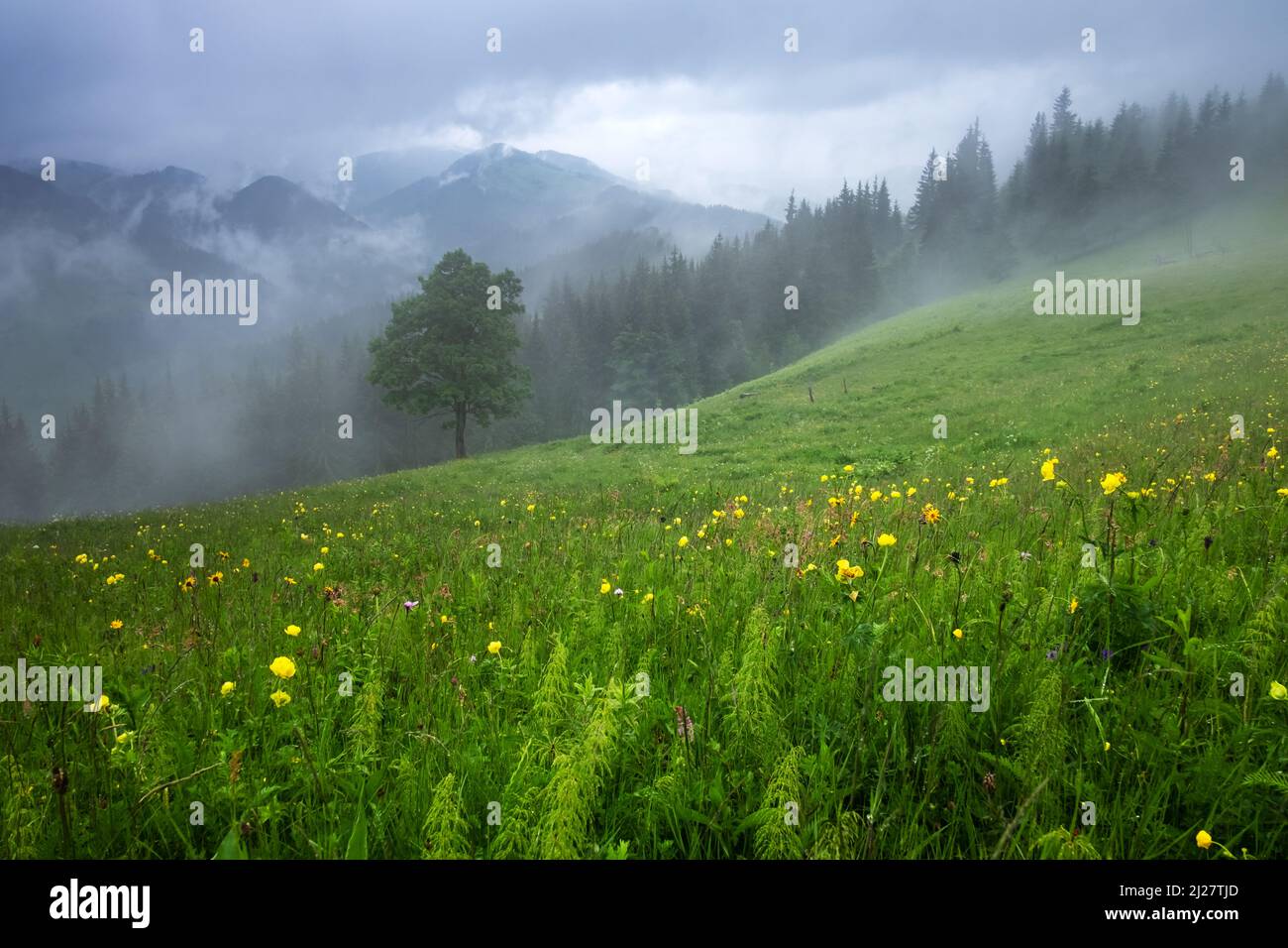 Alone tree in the fog. Beautiful Carpathian mountains in summer time, Ukraine, Europe. Banque D'Images