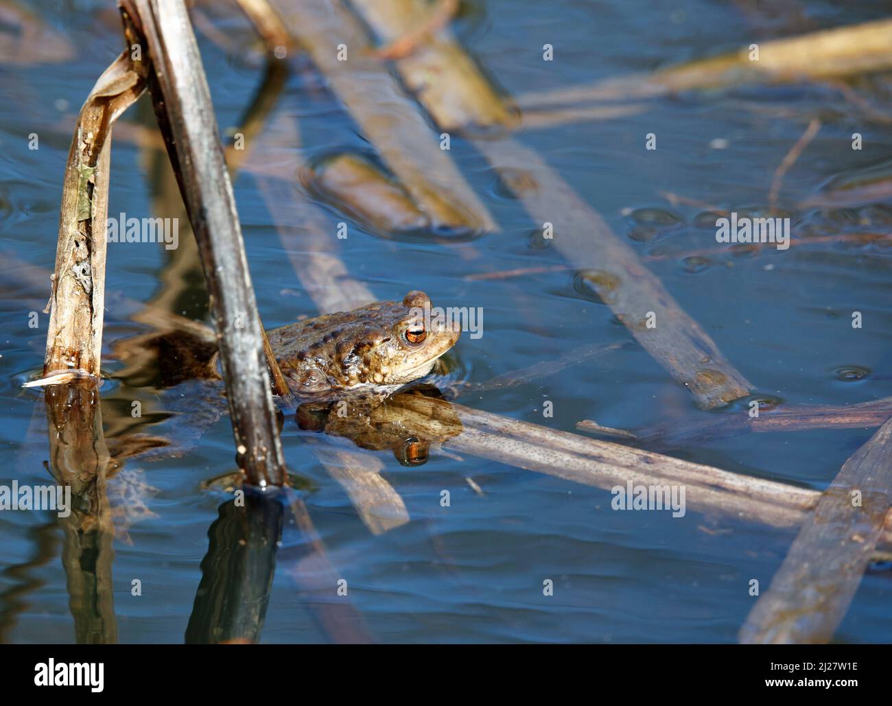 Crapauds communs dans un étang pendant la saison de reproduction. Banque D'Images