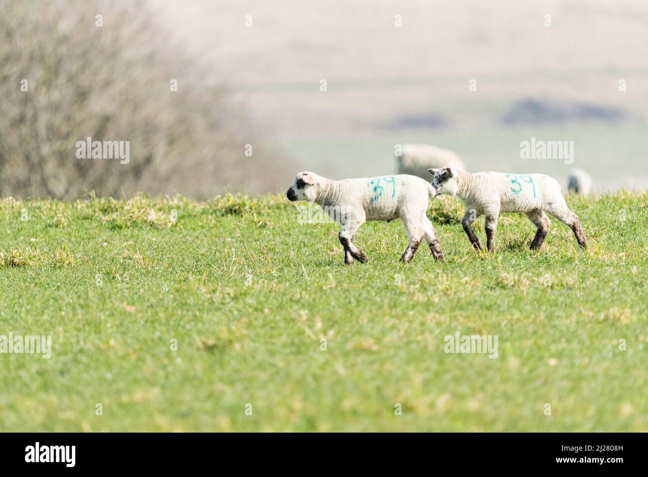 Agneaux à pied surplombant la vallée de Cuckmere Banque D'Images