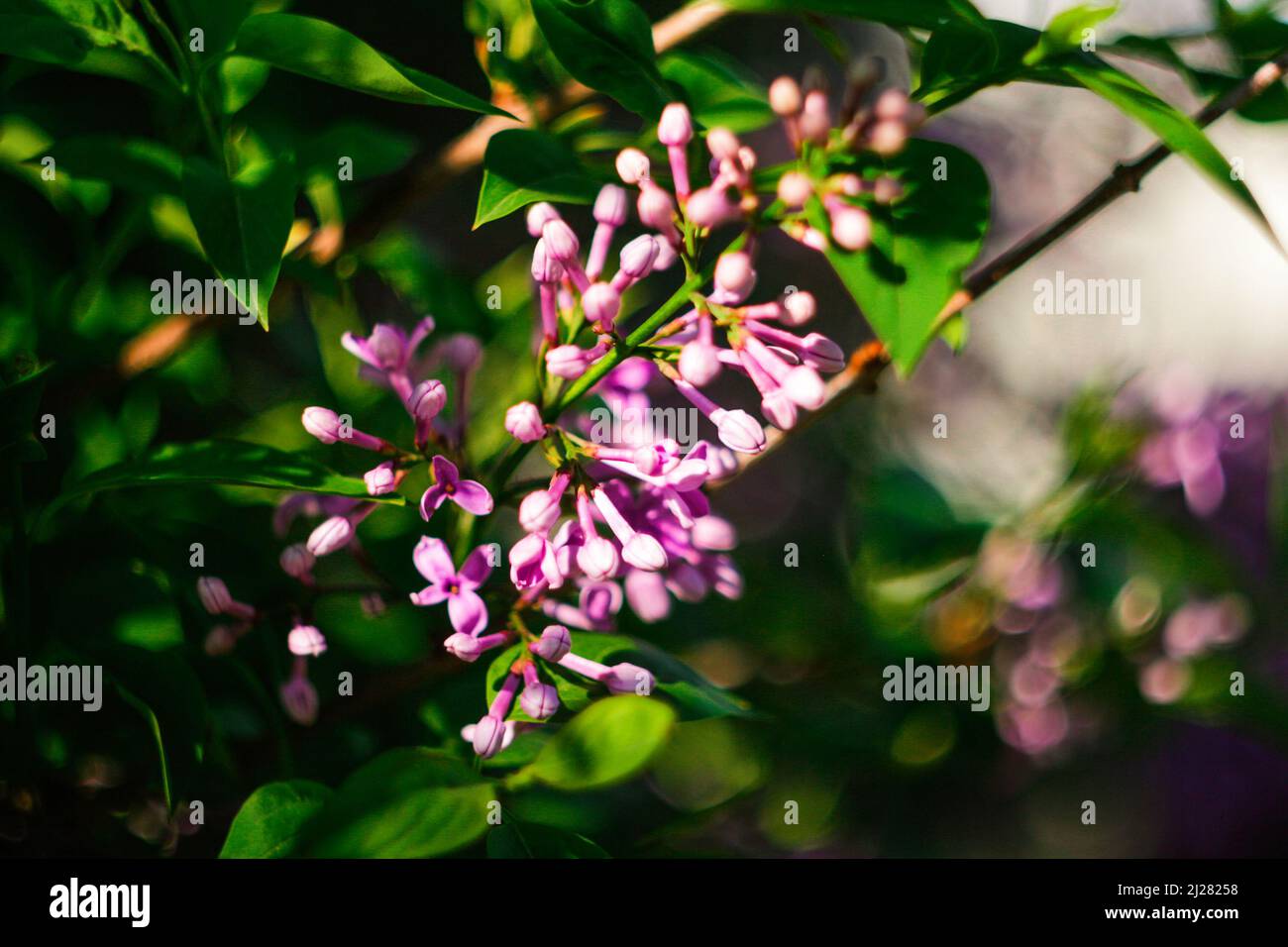 Effet de flou artistique magnifique branche de fleurs lilas sur fond vert, fond naturel de source. Nature arrière-plan flou dans le jardin. Hors foyer. Banque D'Images