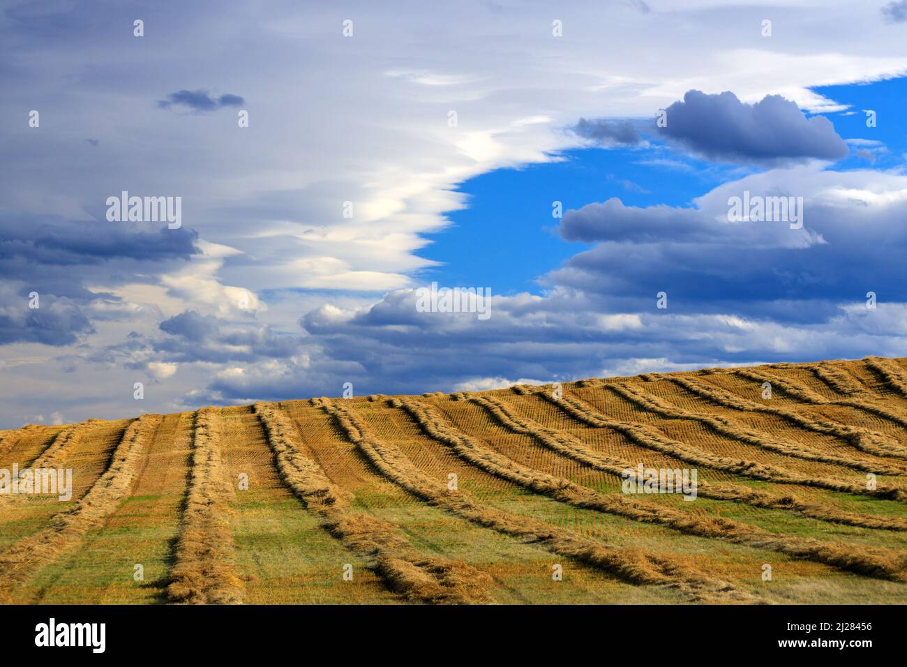 Un champ agricole de foin et d'herbe frais dans les Prairies canadiennes, en Alberta, au Canada. Banque D'Images