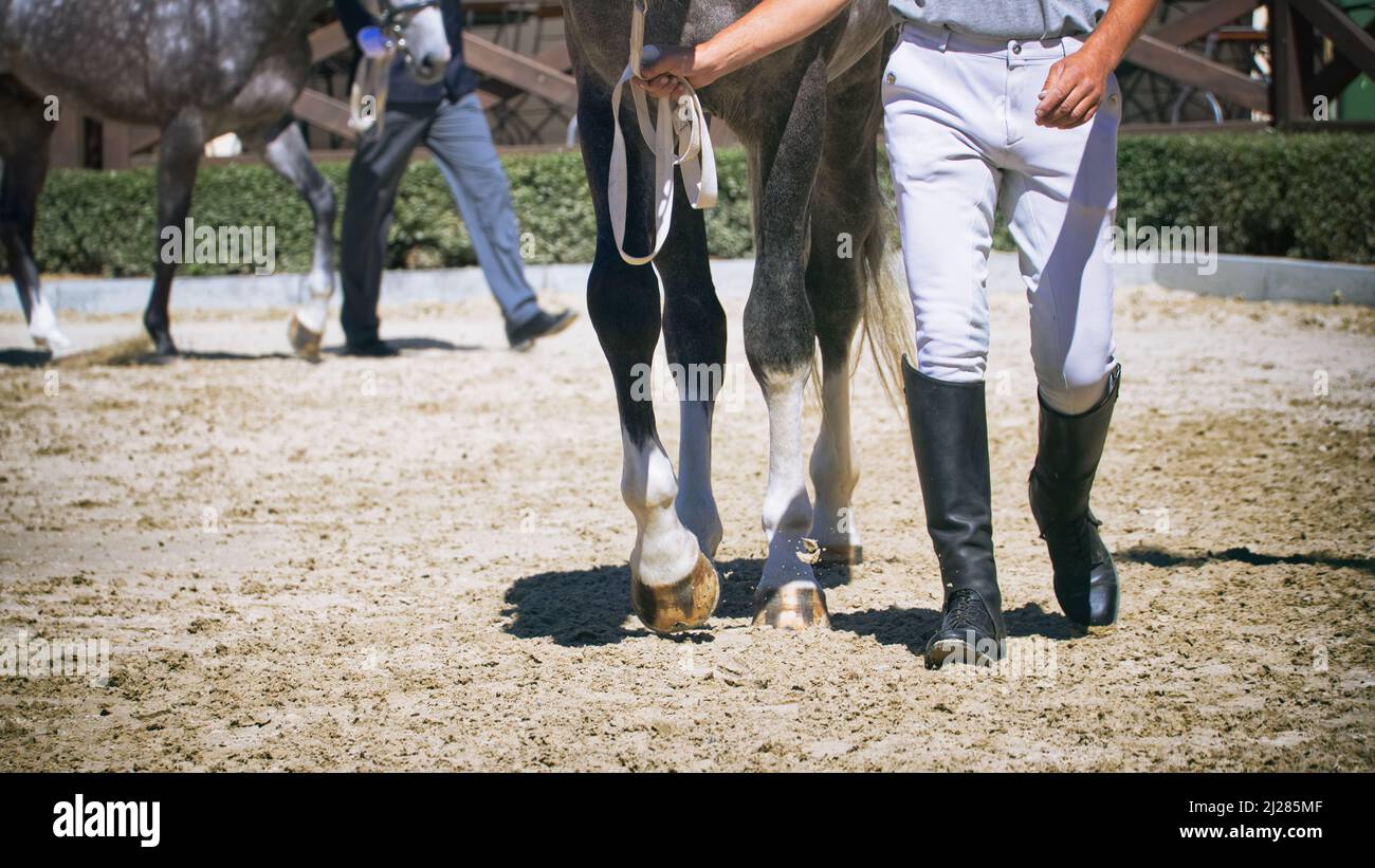 Cheval de tête sur la compétition de dressage, homme avec des bottes en cuir marchant avec le cheval dans le paddock Banque D'Images