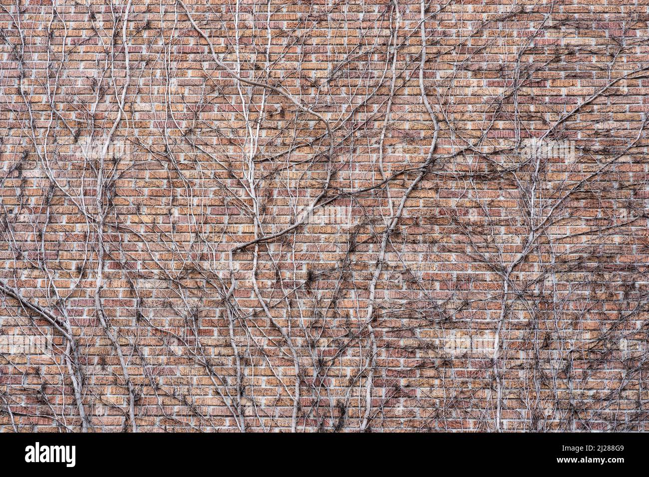 Ivy branches sur le fond de texture de mur de brique Banque D'Images