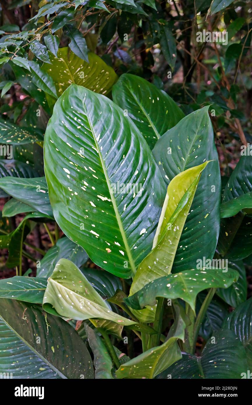 Plante de canne (Dieffenbachia maculata) sur la forêt tropicale Banque D'Images