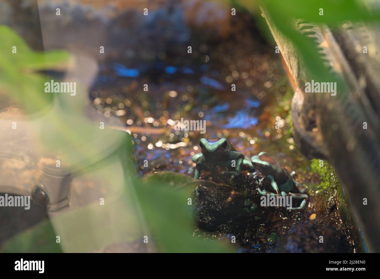 La grenouille verte et noire (Dendrobates auratus) ou la grenouille verte et noire Banque D'Images
