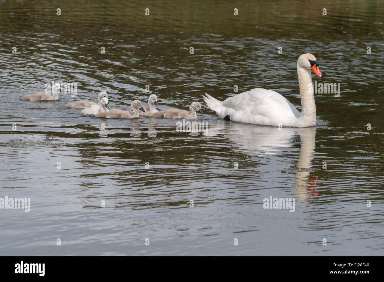 Cygne avec des bébés (cygnets) nageant dans un lac. Banque D'Images