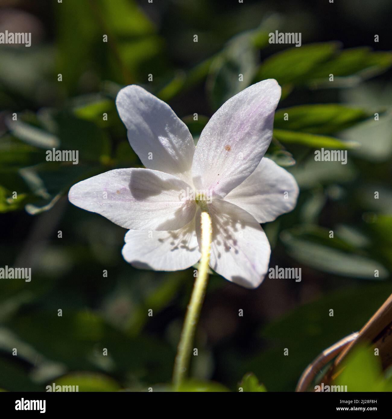Royaume-Uni, Angleterre, Devonshire. Un Anemone de bois avec des ombres de ses étamines montrant à travers le dos des pétales. Banque D'Images
