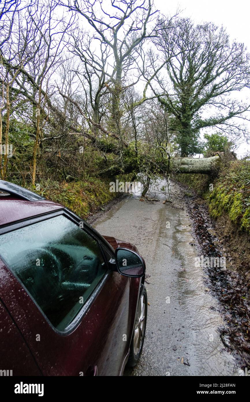 Royaume-Uni, Angleterre, Devonshire. Un chêne tombé bloquant une voie après une forte tempête de vent l'a soufflé. Banque D'Images