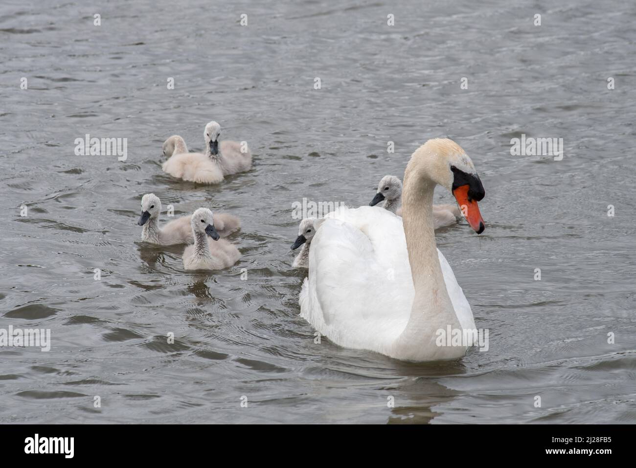 Cygne avec des bébés (cygnets) nageant dans un lac. Banque D'Images