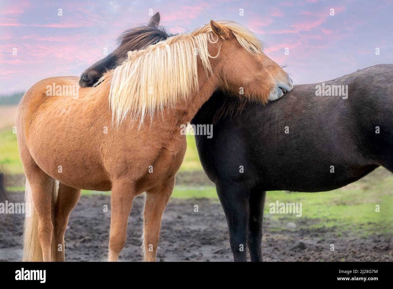 Deux chevaux islandais en étreinte affectueuse, Islande du Sud Banque D'Images