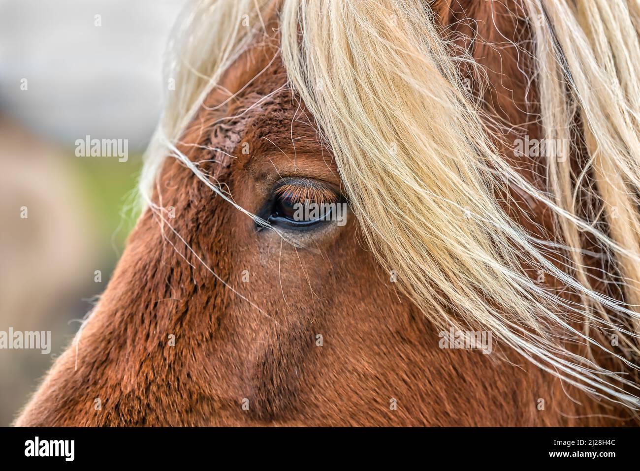 Portrait en gros plan d'un cheval islandais brun avec de longs cheveux blonds dans le sud de l'Islande Banque D'Images