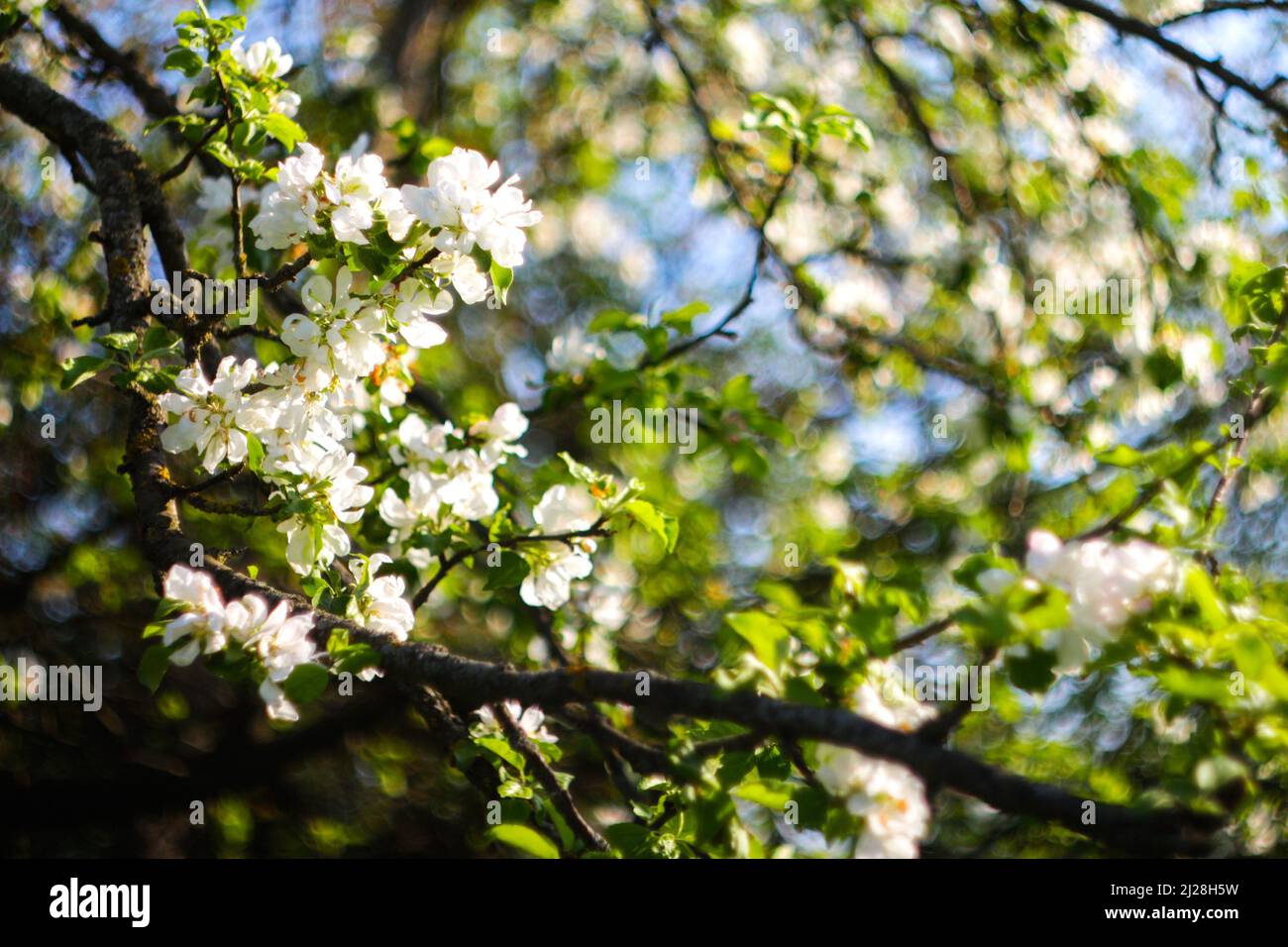 Recentrer de belles fleurs sur une branche d'un pommier sur l'arrière-plan d'un jardin flou et d'un ciel bleu.Abstract fond naturel. Hors foc Banque D'Images