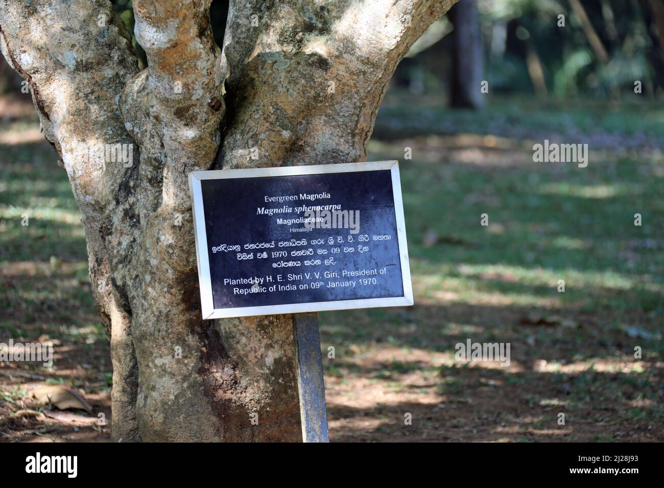 Magnolia sphenocarpa planté dans les jardins botaniques royaux du Sri Lanka Banque D'Images