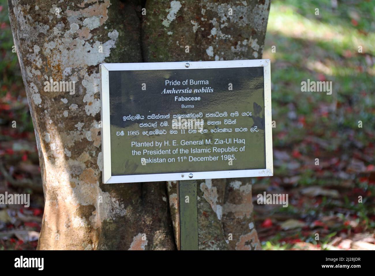 Fierté de l'arbre de Birmanie au Sri Lanka dans les jardins botaniques royaux Banque D'Images