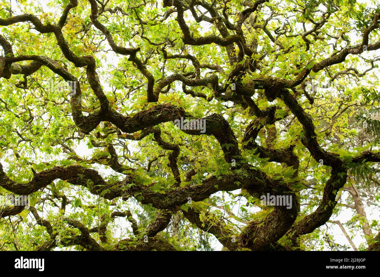 Les branches tordues d'un beau chêne de liège dans le parc de Quinta del Regaleira Banque D'Images