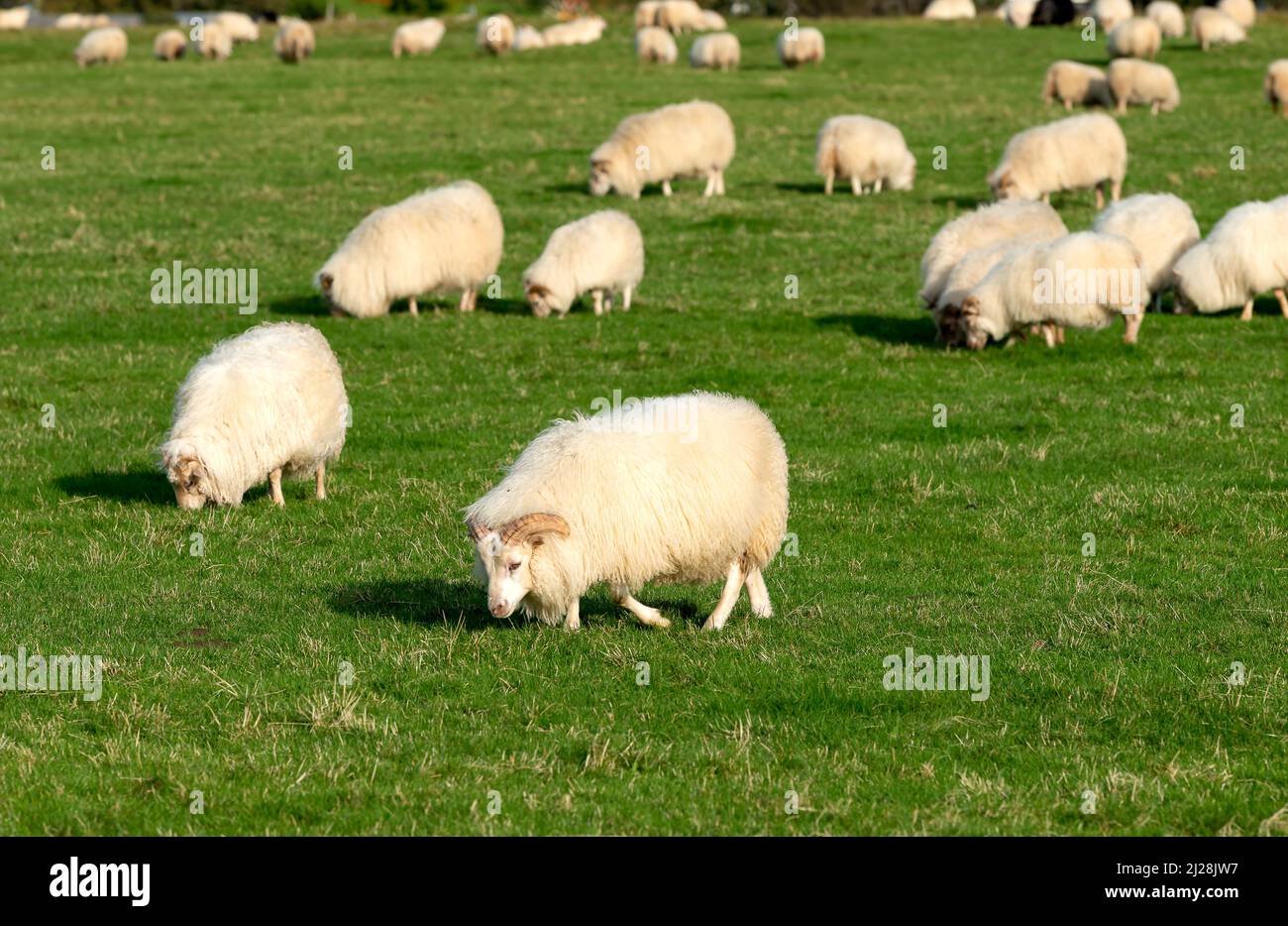 Moutons islandais paître sur un champ dans le sud de l'Islande Banque D'Images