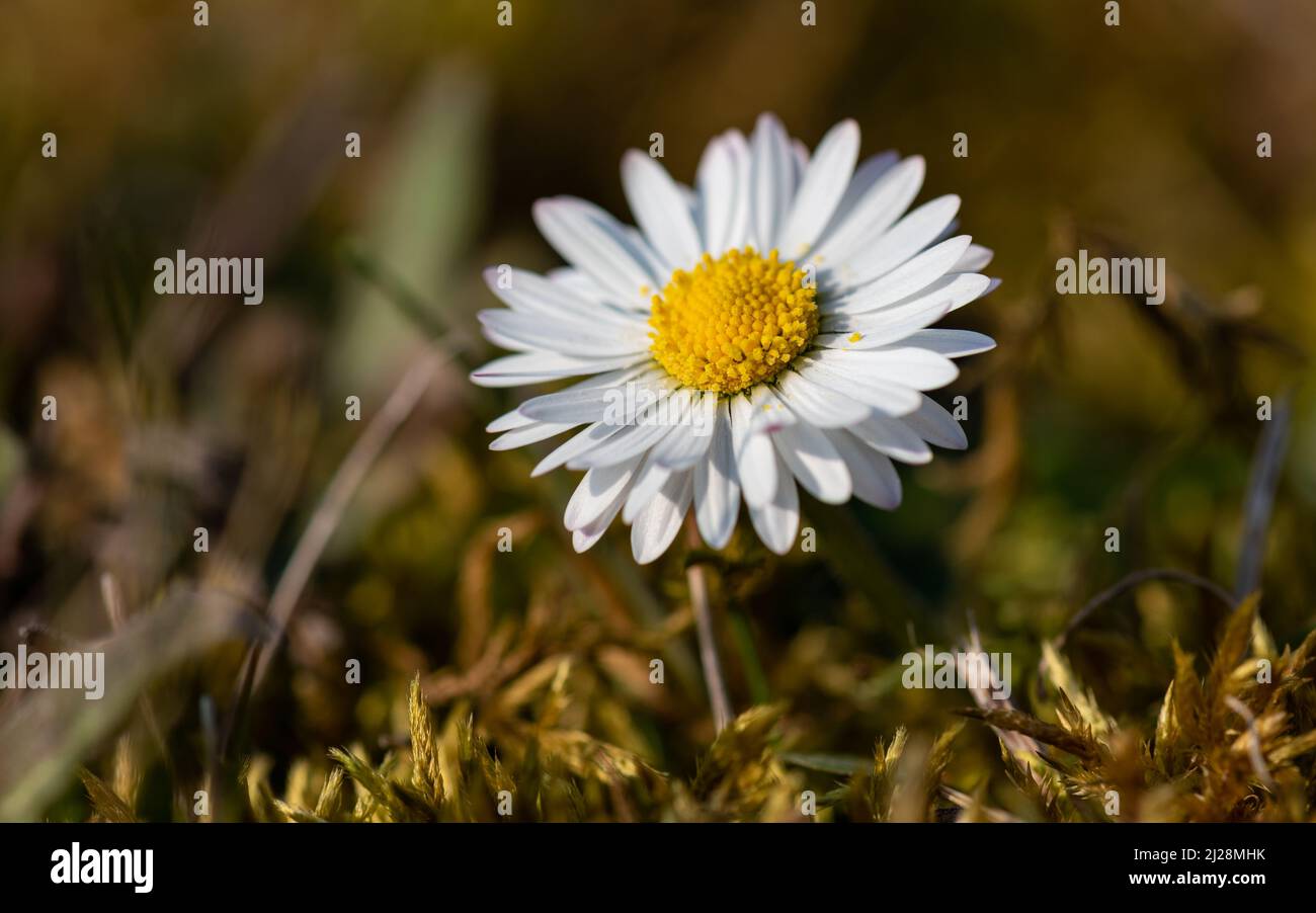 Vue rapprochée d'une pâquerette de pelouse (bellis perennis) au coucher du soleil, annonçant le retour de Springtime. Banque D'Images