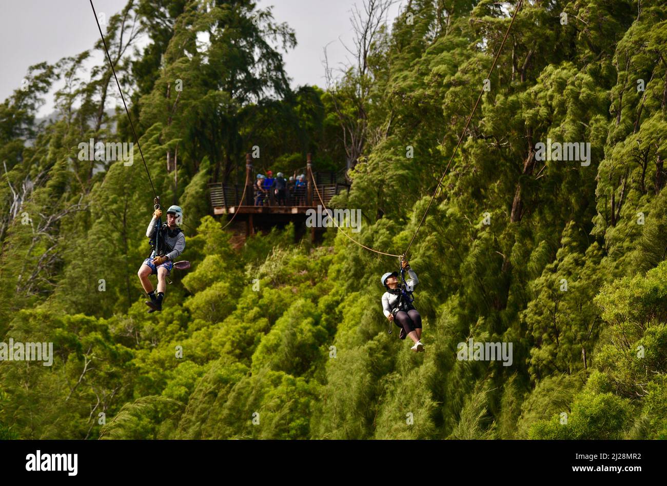 Les participants de l'excursion glissent en tyrolienne depuis une plate-forme en bois surélevée sur des arbres de la jungle tropicale, Climbworks Keana Farms, North Shore, Kahuku, HI, ÉTATS-UNIS Banque D'Images