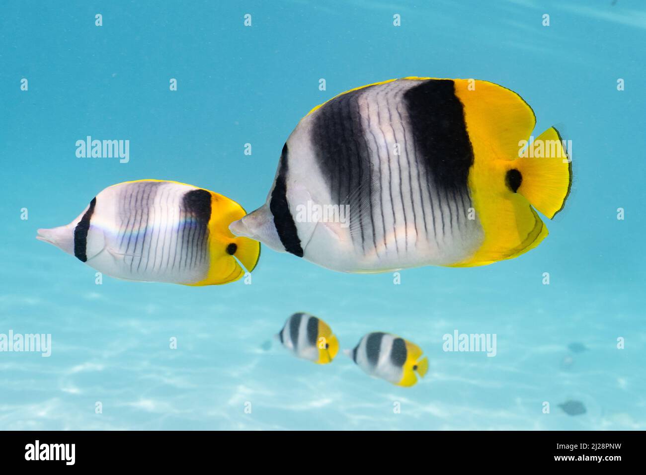 Papillon poissons nageant dans le lagon tropical de Moorea, Polynésie française Banque D'Images