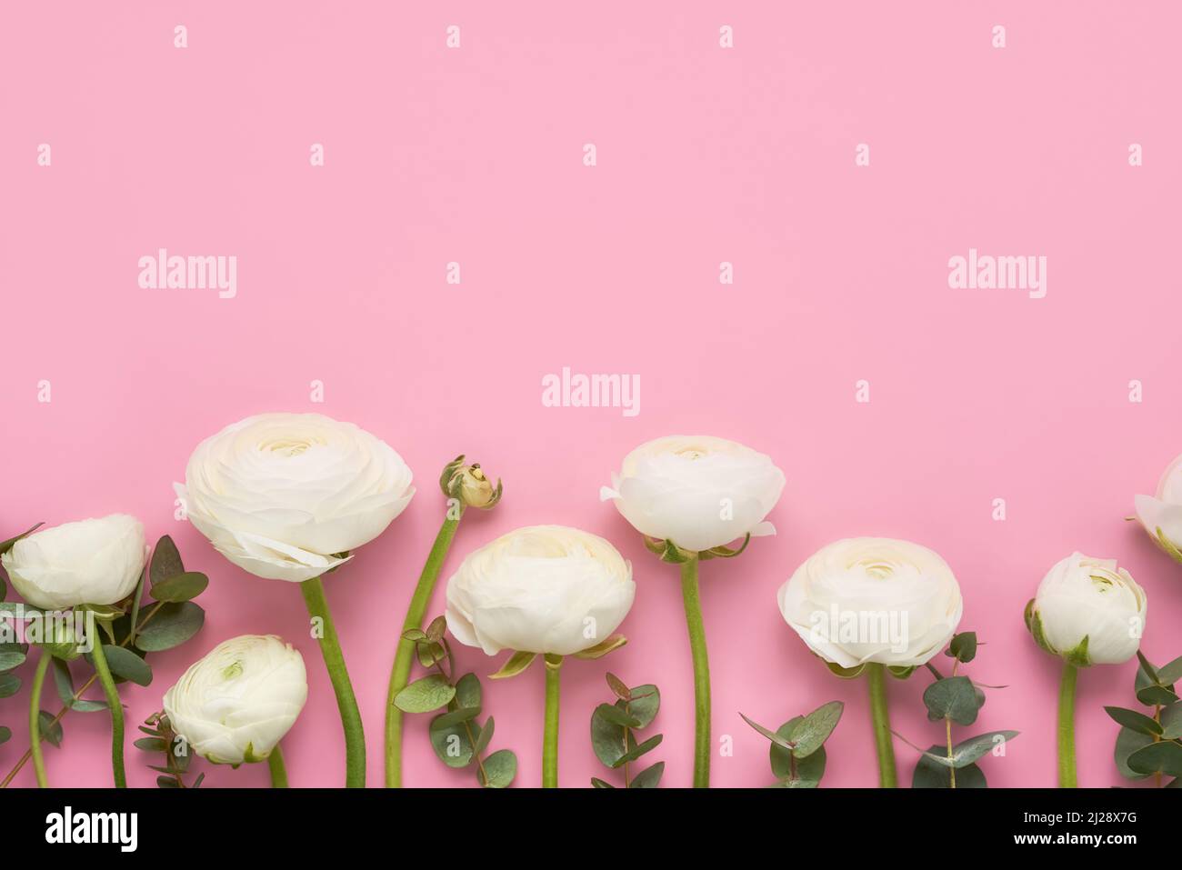 Fleurs de ranunculus blanc sur fond rose. Fête des mères, jour de la Saint-Valentin, concept d'anniversaire. Vue de dessus, espace de copie pour le texte Banque D'Images