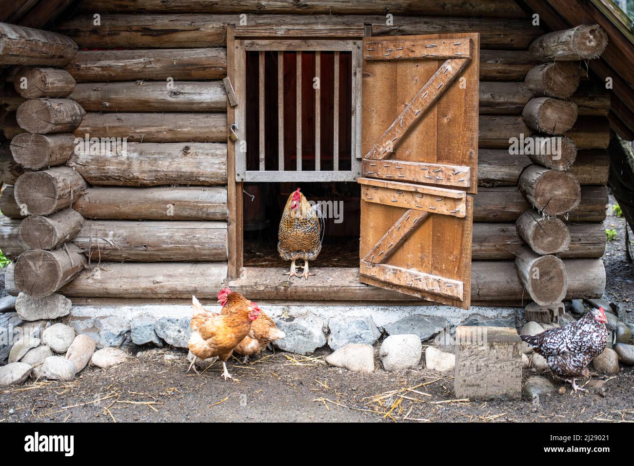 Maison de volaille au fort Nisqually Living History Museum Banque D'Images