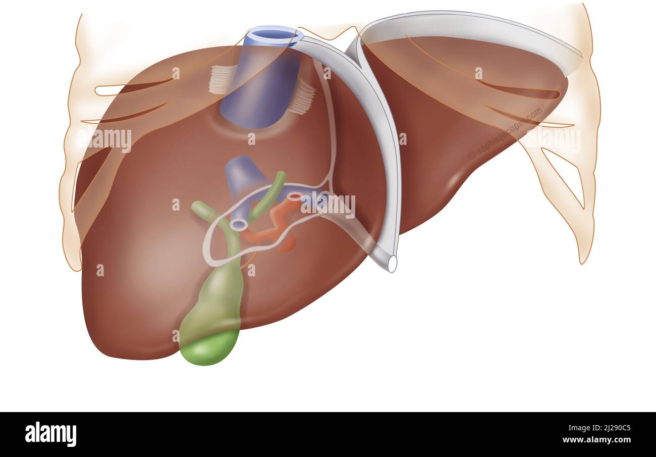 Foie-biliaire vessie-nourrisson Banque D'Images